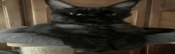 Maine Coon cats for sale: Beautiful Maincoons from registered parents - Advert 32