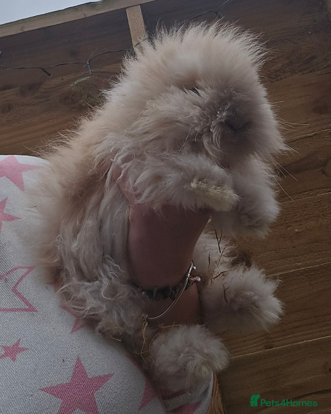 Angora rabbits for sale: Poor little man... - Image 8