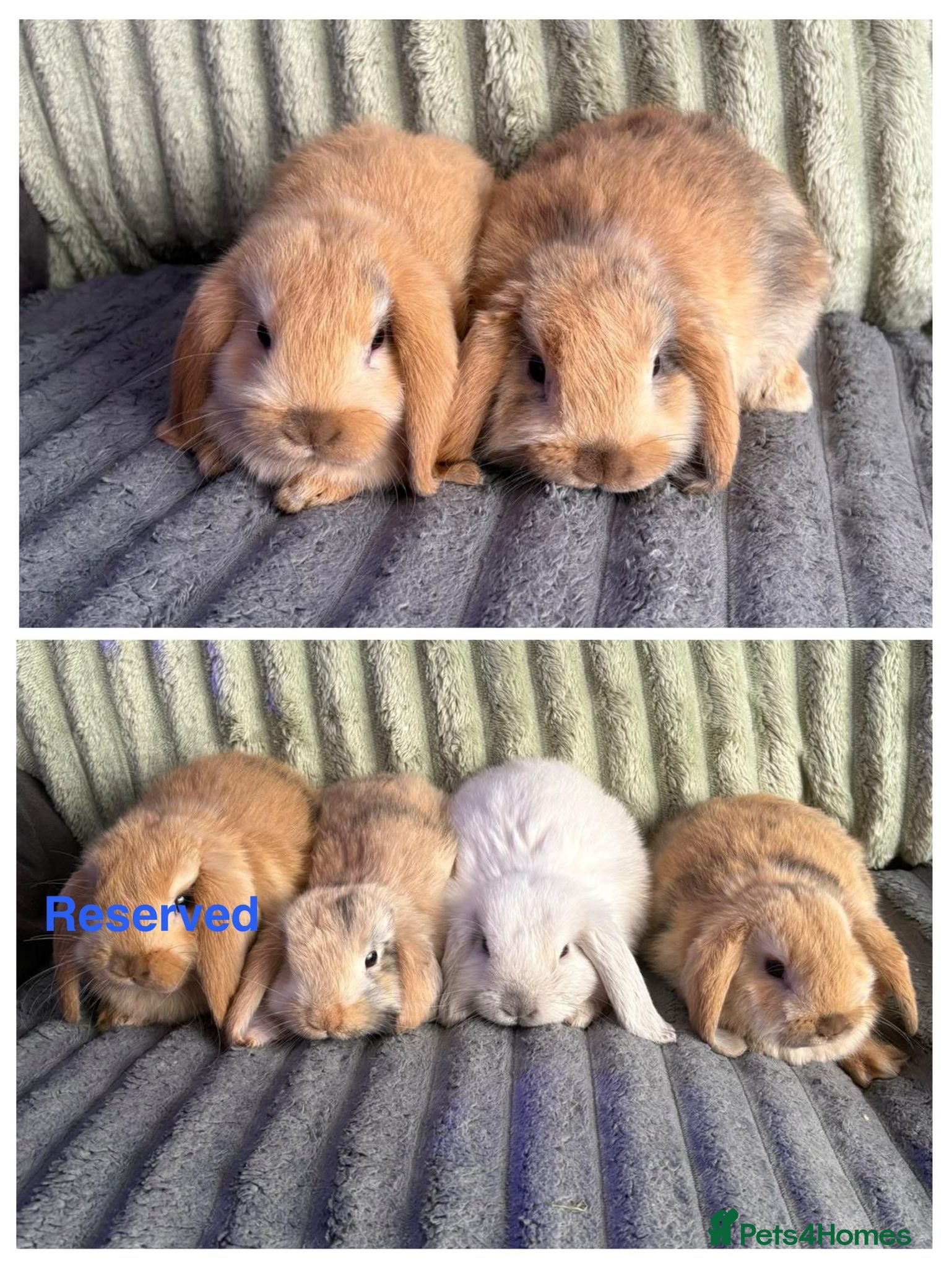 Mini Lop rabbits 💙🩷 Beautiful Pure Bred Mini Lop Bunnies 🩷💙 - Advert 1