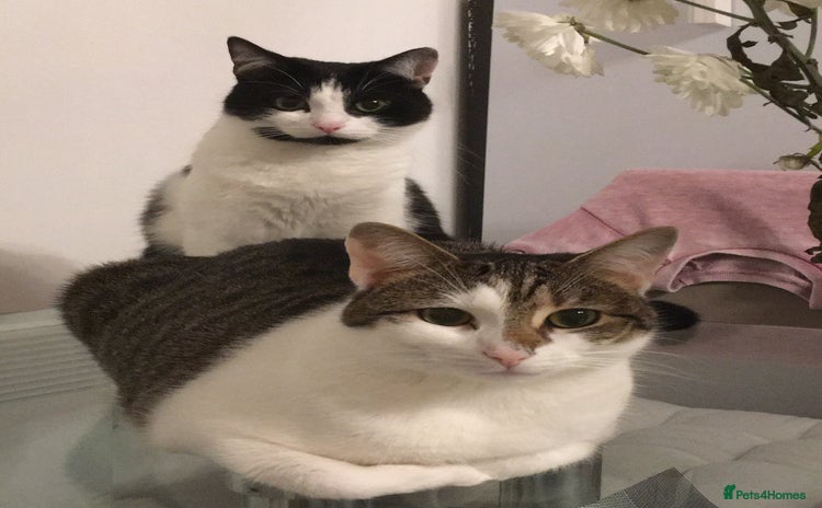 Domestic Shorthair cats - Advert 3