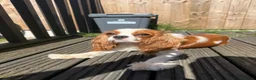 Mixed Breed dogs for sale: Cavalier King Charles x Mini daschund  - Advert 2