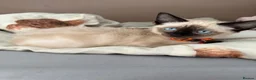 Ragdoll cats for sale: Mixed Seal Point Ragdoll Kittens Male & Female - Advert 3