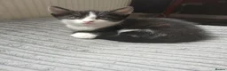 Mixed Breed cats for sale: Loving and Playful kittens - Advert 4