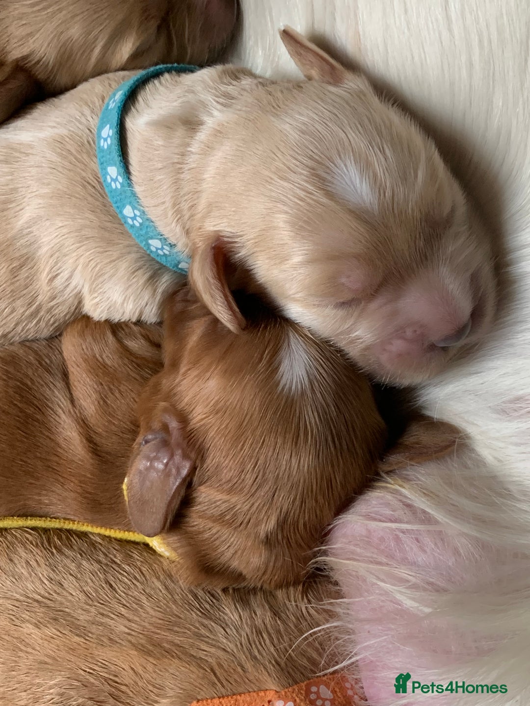 Cockapoo dogs for sale: Cockapoo puppies - Image 14