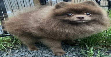Pomeranian dogs - Advert 1