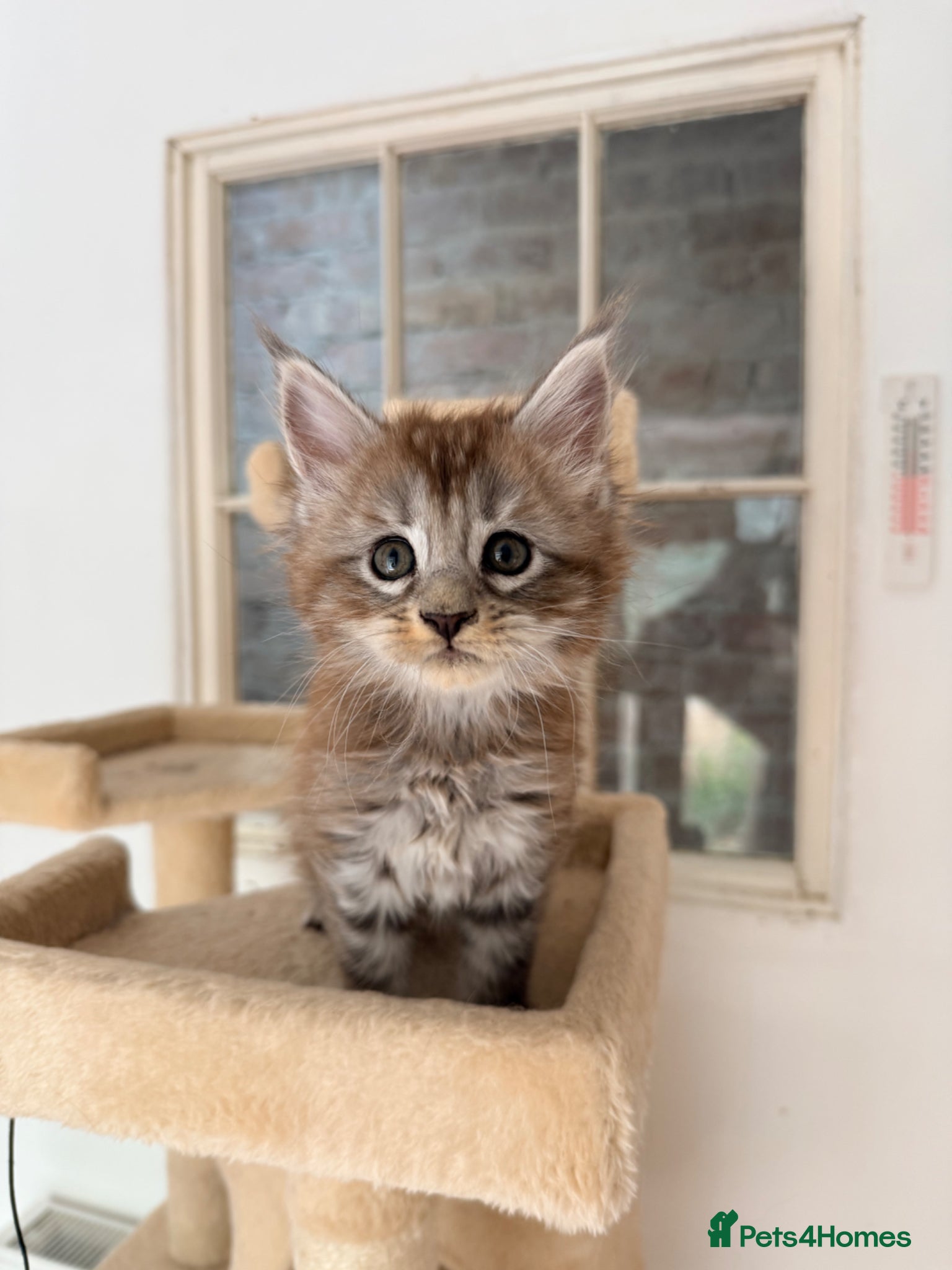 Maine Coon cats Silver Female Full Pedigree Maine Coon Kitten - Advert 1