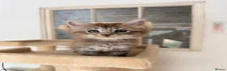 Maine Coon cats for sale: Silver Female Full Pedigree Maine Coon Kitten - Advert 2