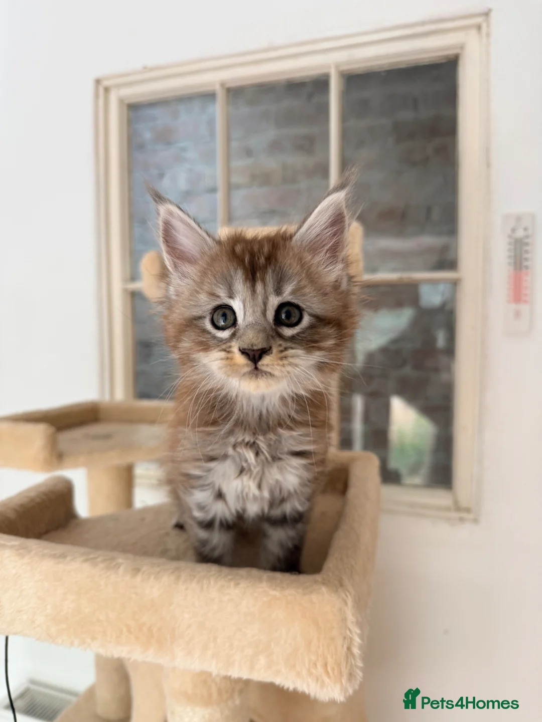 Maine Coon cats for sale: Silver Female Full Pedigree Maine Coon Kitten - Advert 2