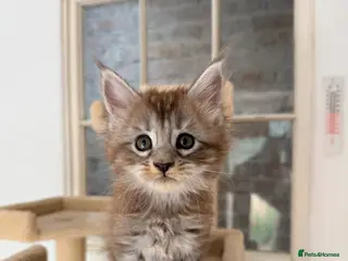 Maine Coon cats Silver Female Full Pedigree Maine Coon Kitten - Advert 1