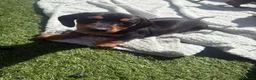 Miniature Dachshund dogs for sale: READY TO GO ! Miniature smooth haired dachshund - Advert 17