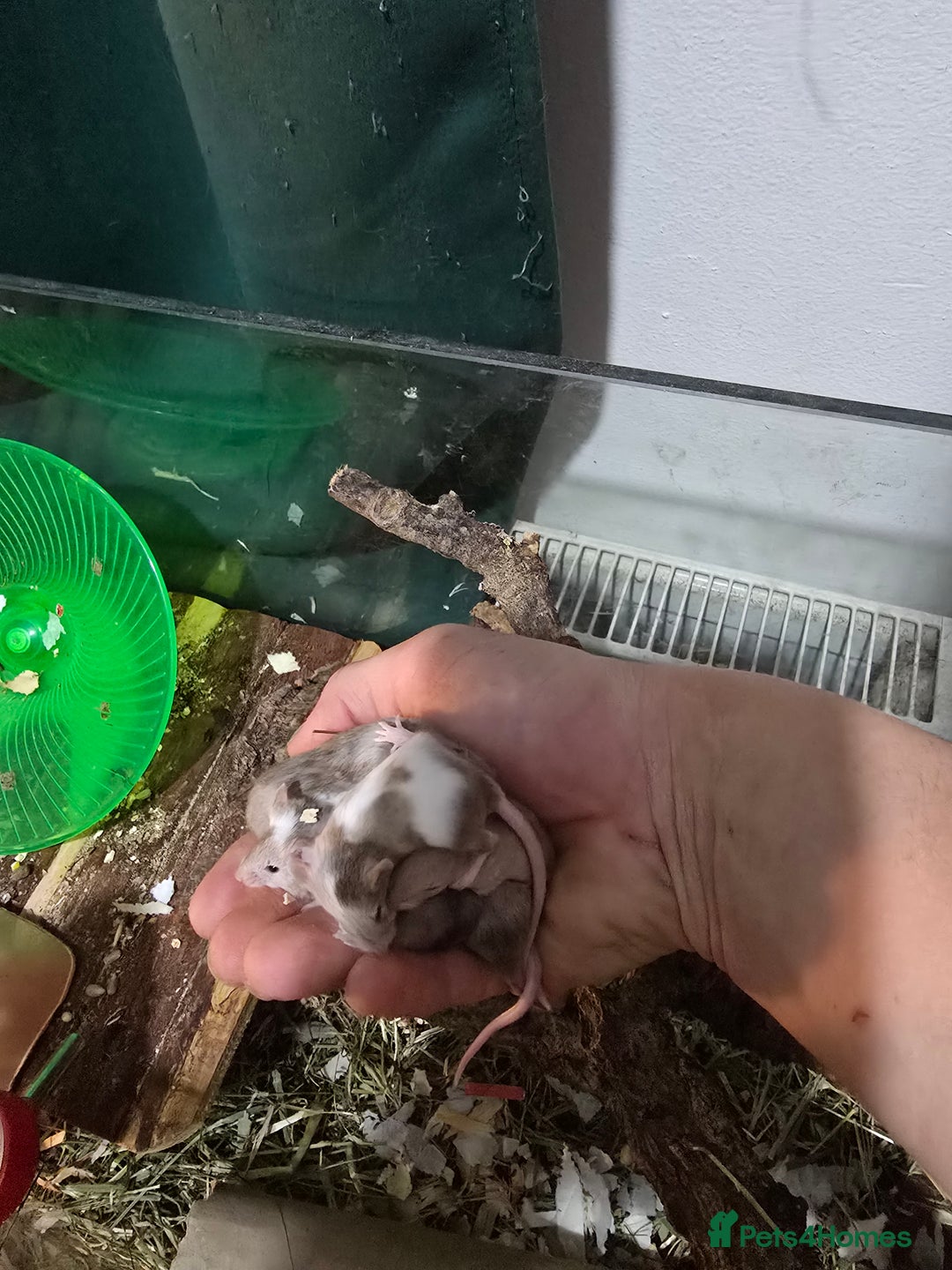 Mouse rodents for sale: Young colony bred mice, possibly naked carriers - Image 7