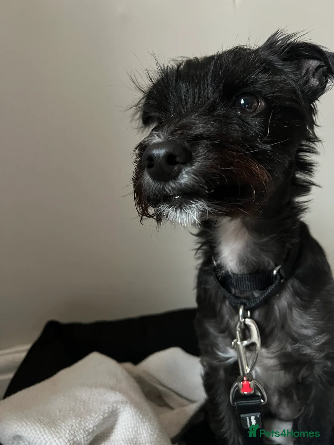 Mixed Breed dogs for sale: Jeff. Looking for special forever home 🐾 - Advert 2