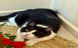 Mixed Breed cats for adoption: Lilian, the gorgeous one-eyed queen 👑  - Image 5