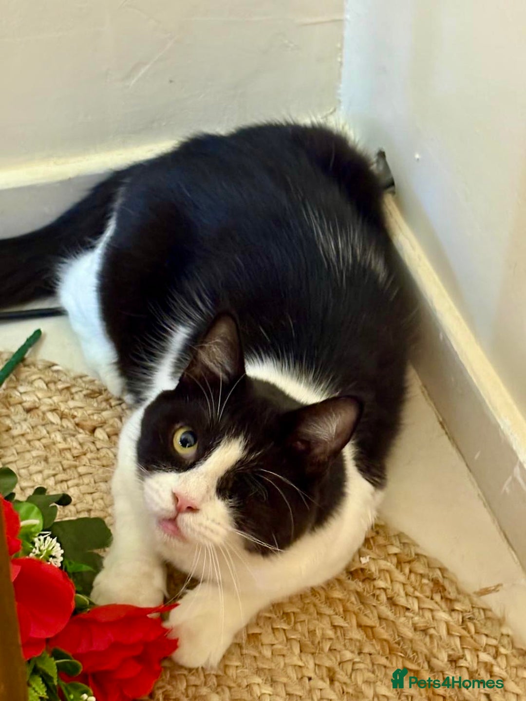 Mixed Breed cats for adoption: Lilian, the gorgeous one-eyed queen 👑  - Image 5