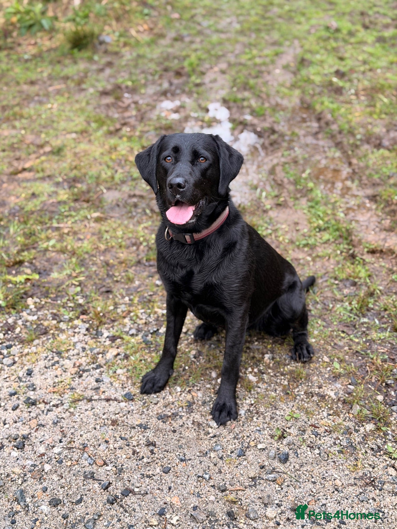 Labrador Retriever dogs Black Labrador Litter Confirmed  - Advert 1