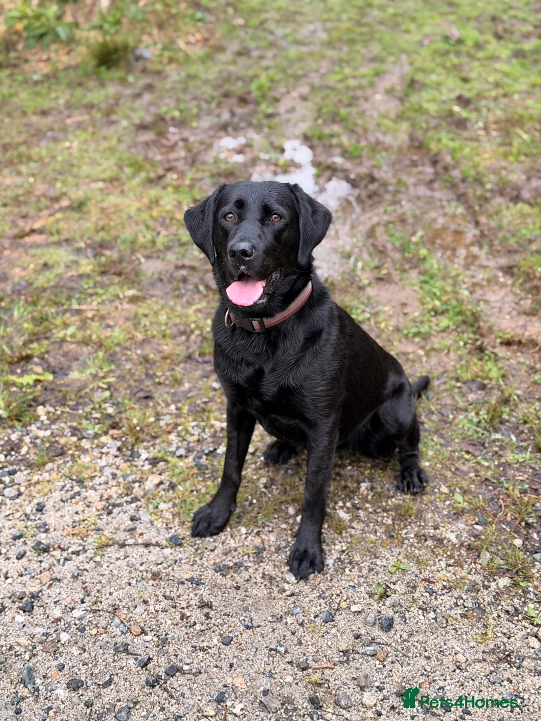 Labrador Retriever dogs for sale: Black Labrador Litter Confirmed  in Plymouth - Advert 1