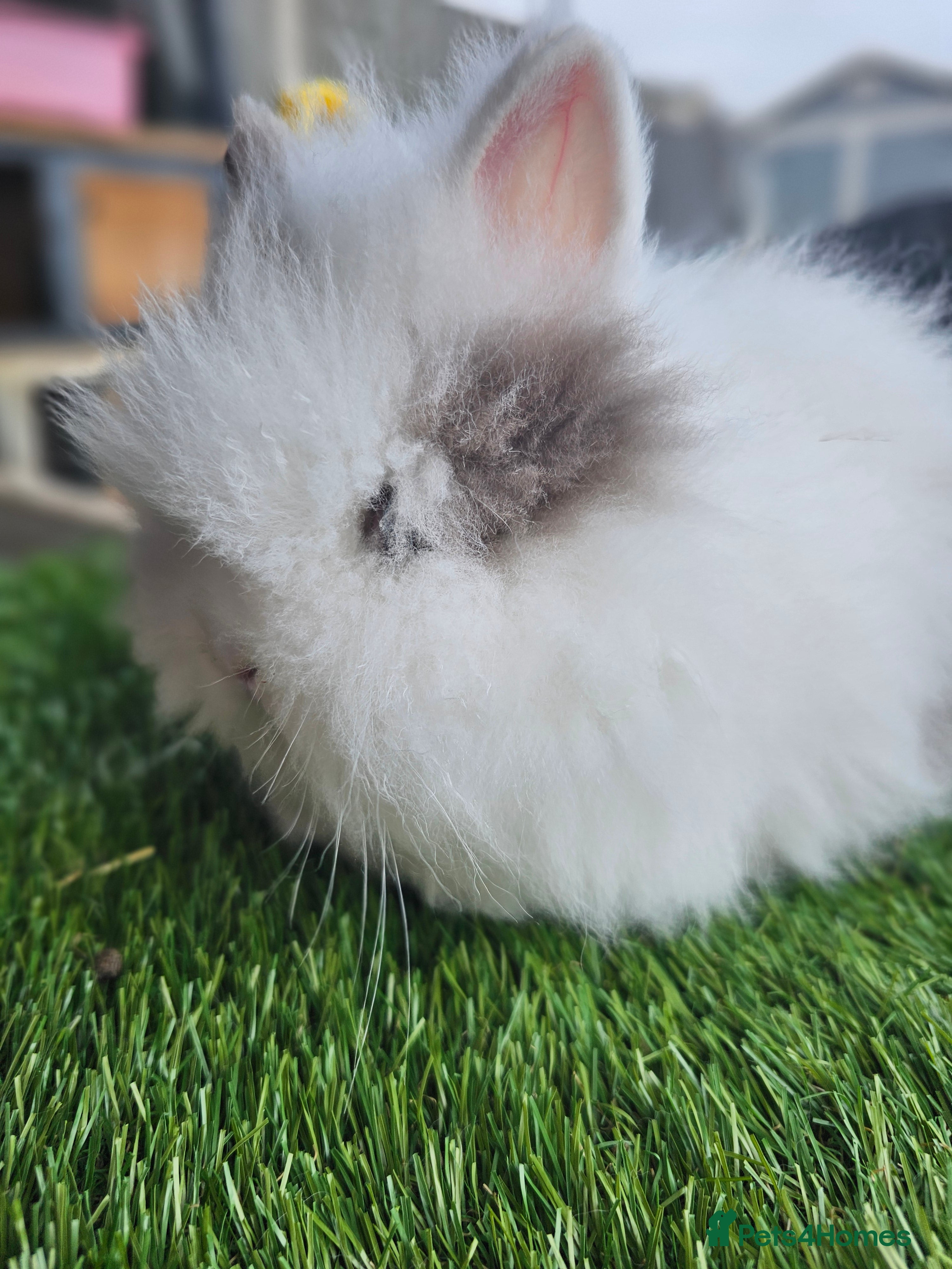 Lionhead rabbits Lionhead x Angora - Advert 12