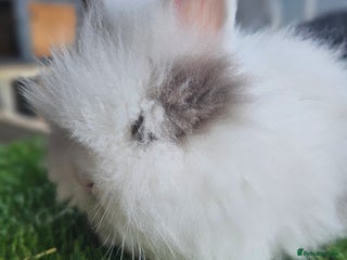 Lionhead rabbits Lionhead x Angora - Advert 12