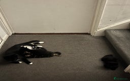 Mixed Breed cats for sale: Male black and white kitten  - Image 5