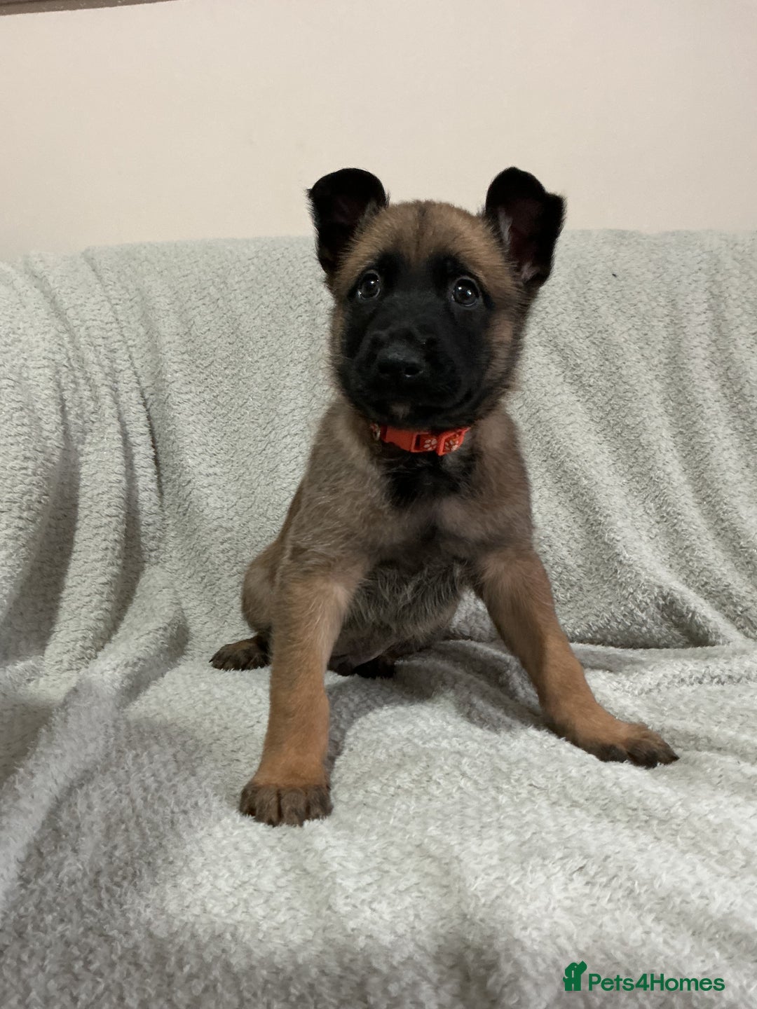 Belgian Shepherd Dog dogs for sale: 6 adorable Belgian malinois puppy's for sale  - Image 18