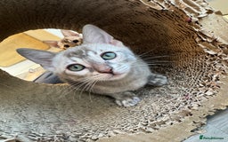 Bengal cats for sale: Beautiful Bengal Kittens Tica Registered 🌈🐾 - Image 18