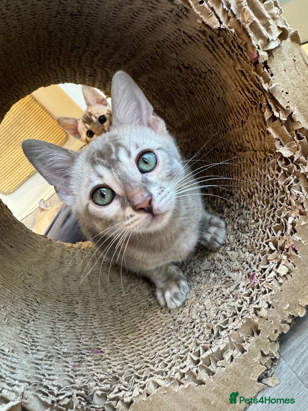 Bengal cats for sale: Beautiful Bengal Kittens Tica Registered 🌈🐾 - Image 18