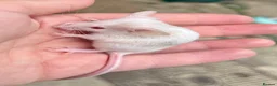 Mouse rodents for sale: Baby fancy mice - lovely temperaments  in Didcot - Advert 3