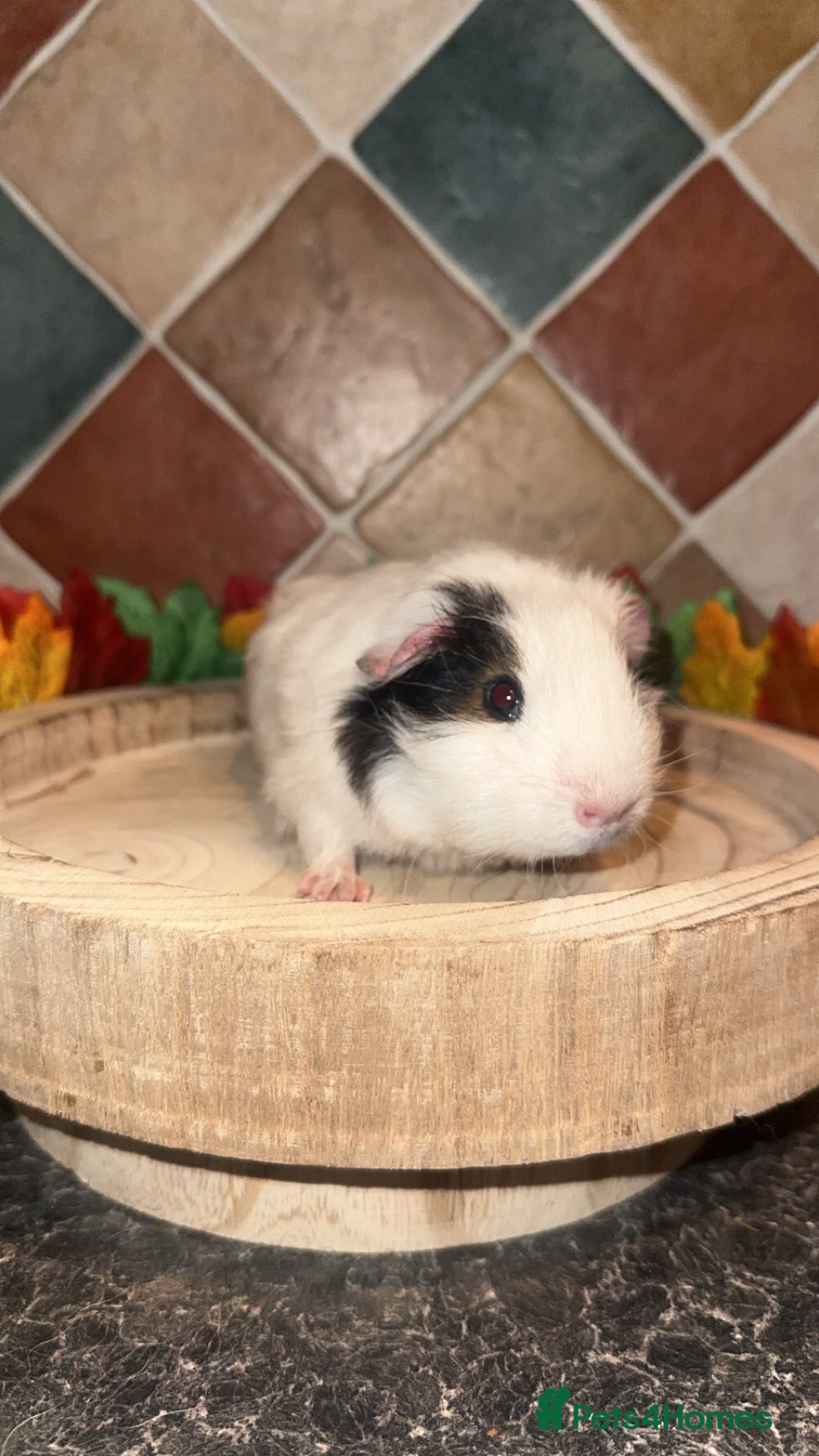 Guinea Pig rodents for sale: Baby guinea pigs  - Advert 2