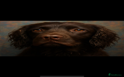 Cocker Spaniel dogs for sale: Gorgeous cocker spaniel puppies ready for new home - Image 14