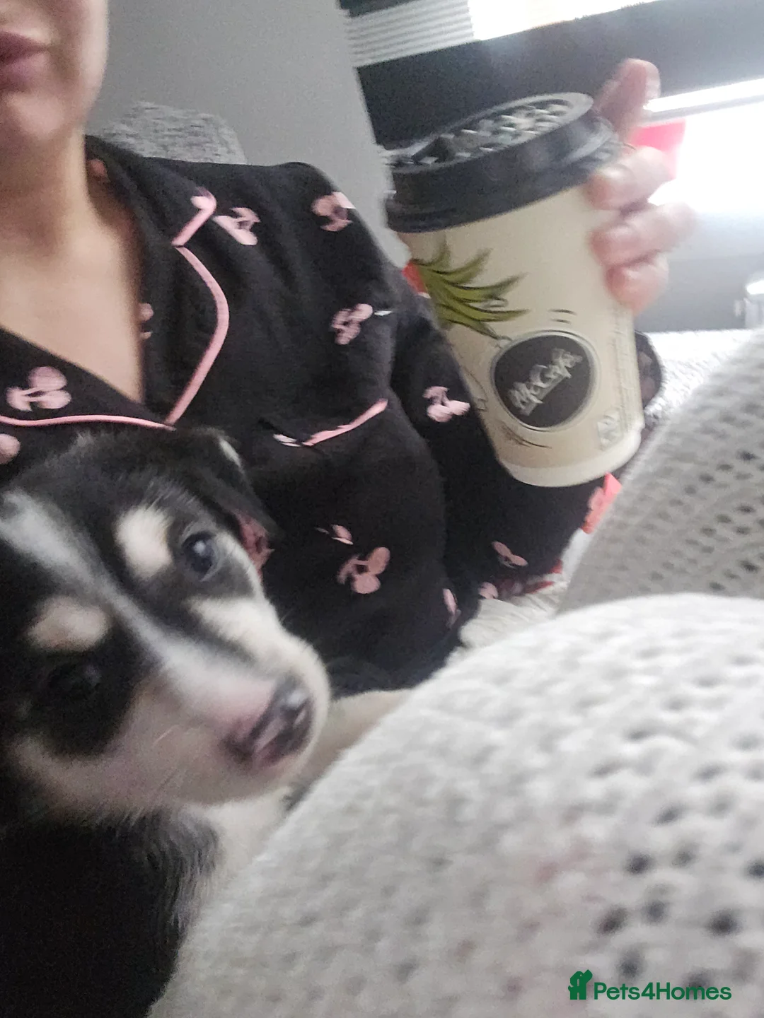 Mixed Breed dogs for sale:  Last puppy looking for his forever home ;)   - Advert 14