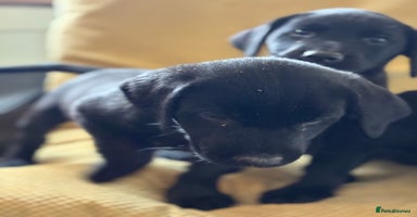 Labrador Retriever dogs - Advert 9