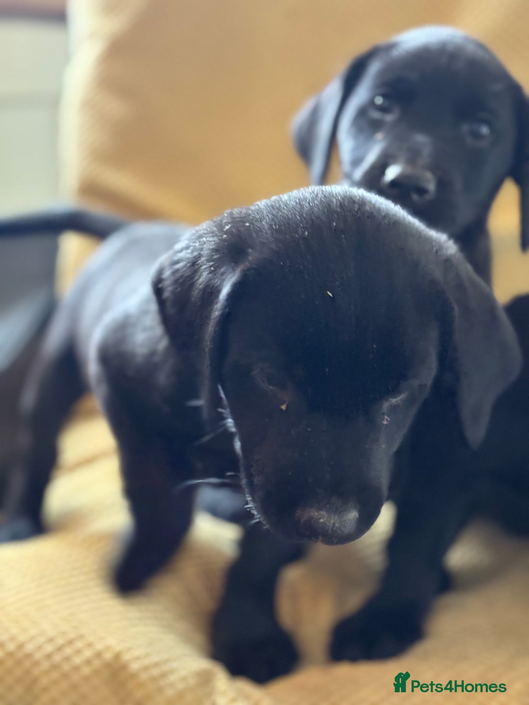 Labrador Retriever dogs for sale: Beautiful Labrador pups - Image 3