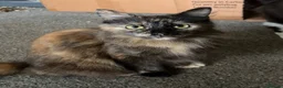 British Longhair cats for sale: Male kittens in Haddington - Advert 2