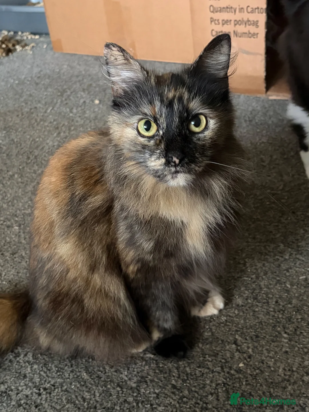 British Longhair cats for sale: Male kittens in Haddington - Advert 2