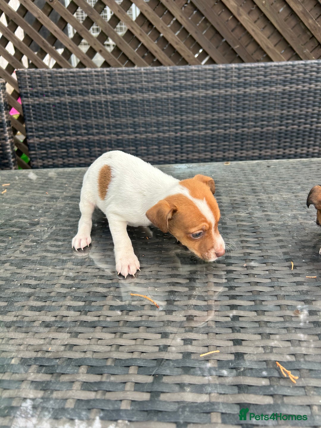 Jack Russell dogs for sale: Adorable jack Russell puppies  - Advert 10