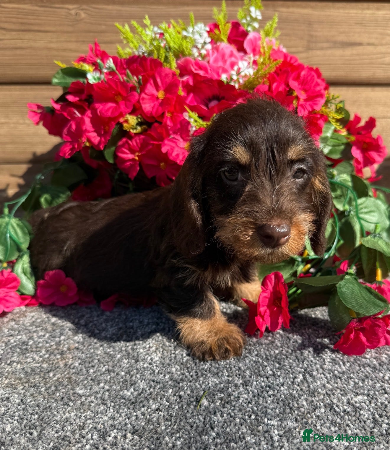 Miniature Dachshund dogs 💜Stunning KC Mini Wirehair Dachshunds💜 - Advert 2