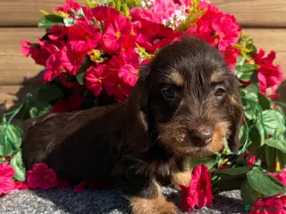 Miniature Dachshund dogs 💜Stunning KC Mini Wirehair Dachshunds💜 - Advert 6