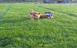 Golden Retriever dogs for sale: KC Registered Golden Retriever Puppies - Image 11