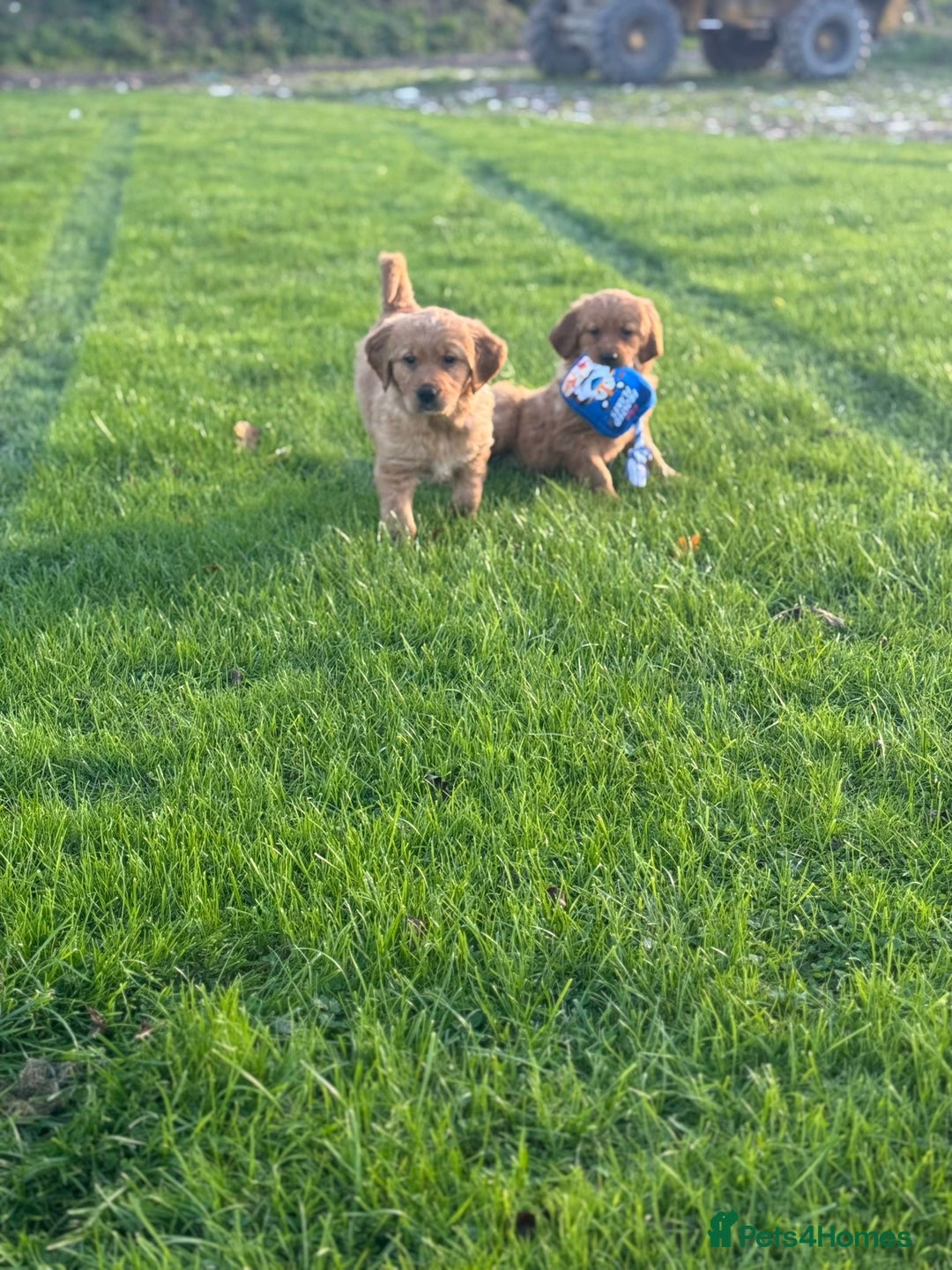 Golden Retriever dogs for sale: KC Registered Golden Retriever Puppies - Image 11