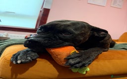 Mixed Breed dogs for sale: Cane Corso x Boxer - Image 4