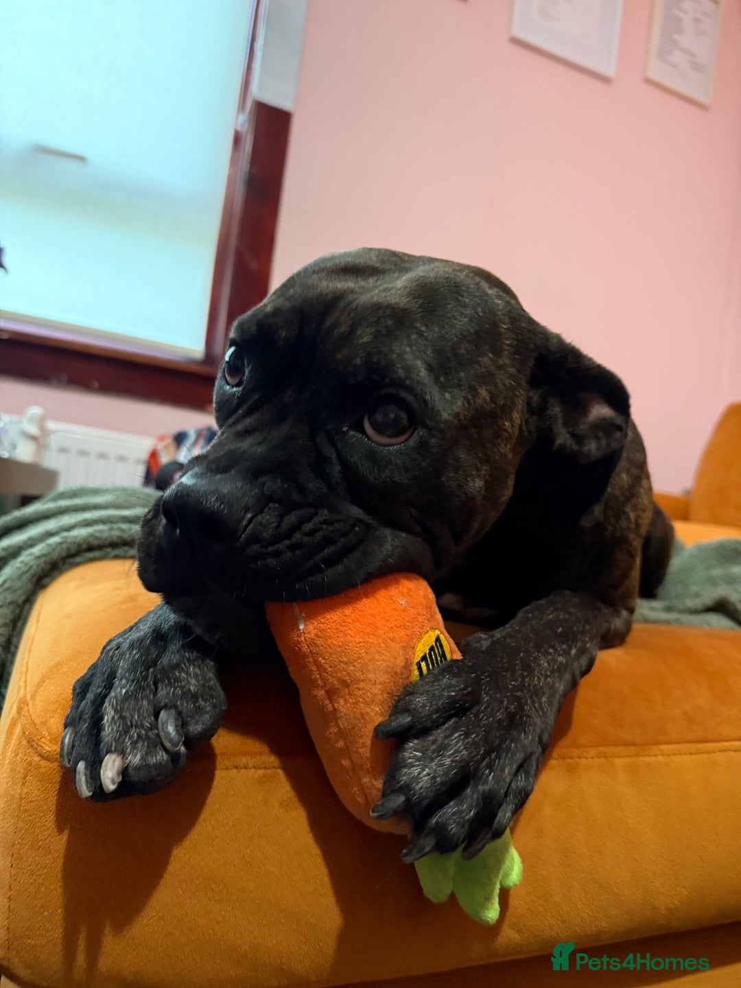 Mixed Breed dogs for sale: Cane Corso x Boxer - Image 4