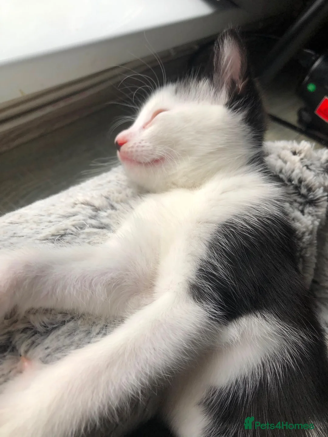 Mixed Breed cats for sale: 3 Beautiful Kitten Girls Ready for Their New Home - Advert 2