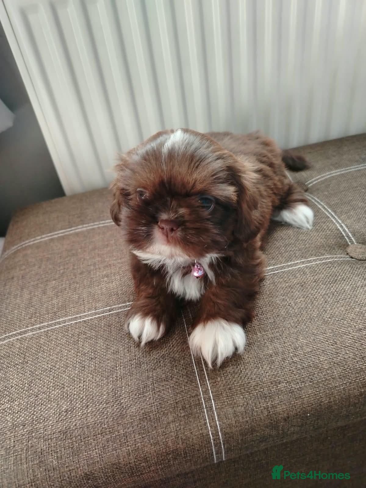 Shih Tzu dogs Beautiful imperial shih tzu  - Advert 1