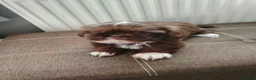 Shih Tzu dogs for sale: Beautiful imperial shih tzu  - Advert 1