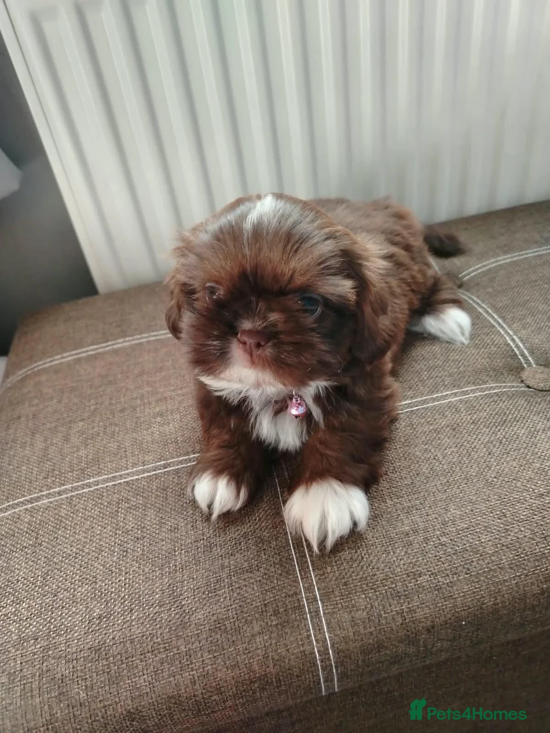 Shih Tzu dogs for sale: Beautiful imperial shih tzu  - Advert 1