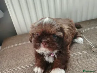 Shih Tzu dogs Beautiful imperial shih tzu - Advert 1