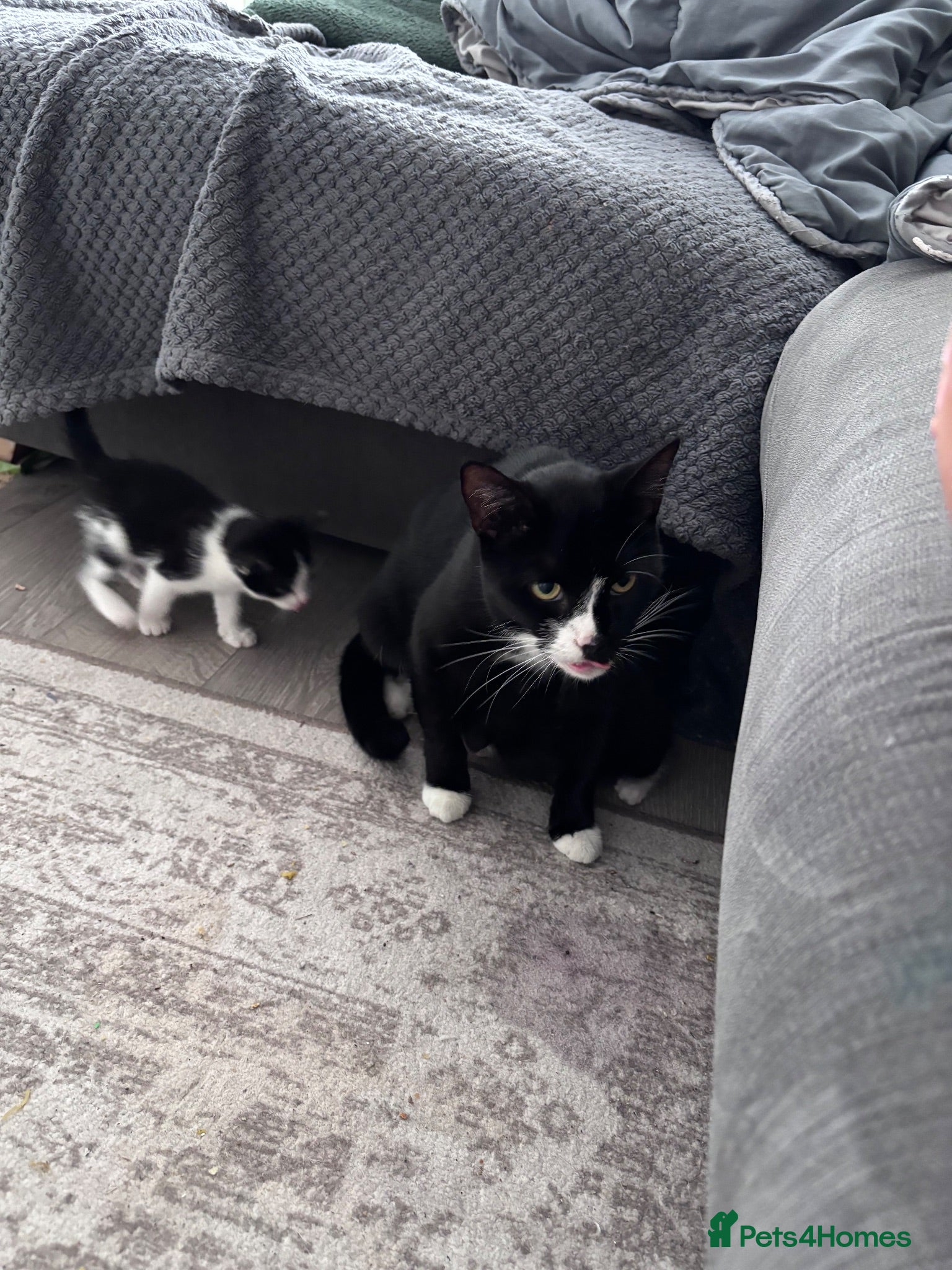 Mixed Breed cats 3 kittens needing forever homes - Advert 1