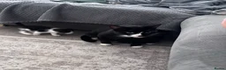 Mixed Breed cats for sale: 3 kittens needing forever homes - Advert 2