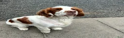 Mixed Breed dogs for sale: Absolutely stunning litter of F1 “Clockers”  - Advert 16