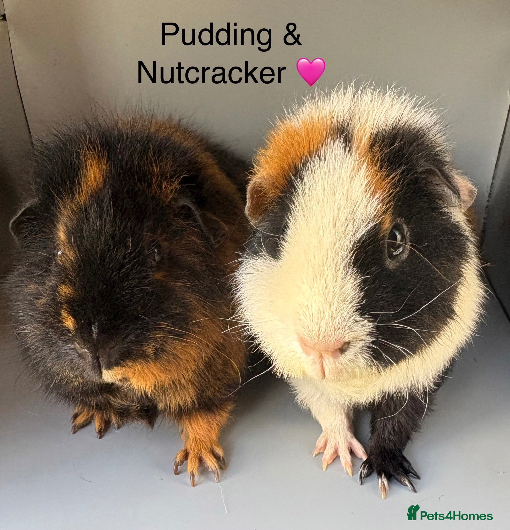 Guinea Pig rodents 2 x Pure Bred Teddy sows  - Advert 16